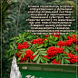 Рябина гибридная Дуболистная (Sorbus quercifolia) цена