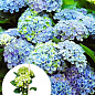 LMTD Гортензия крупнолистная цветущая 4-х летняя "Magical Revolution Blue" (40-60см)
