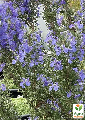 Розмарин "Green Ginger", С2 (незвичайним пряний аромат з легкими імбирними нотками)