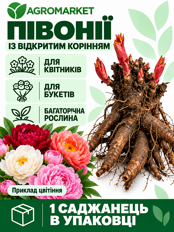 Півонія трав'яниста "Amabilis" 1шт в упаковці NEW
