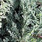 Ялівець горизонтальний "Glacier" (вазон Р9, 10-15см)