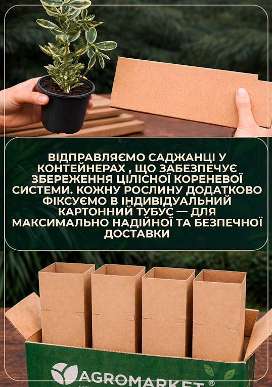 LMTD Хебе "Hebepetita White" висота 20-25см