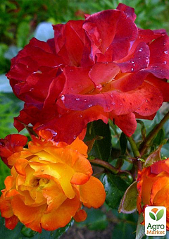 Троянда флорибунда "Самба" (саджанець класу АА +) вищий сорт2