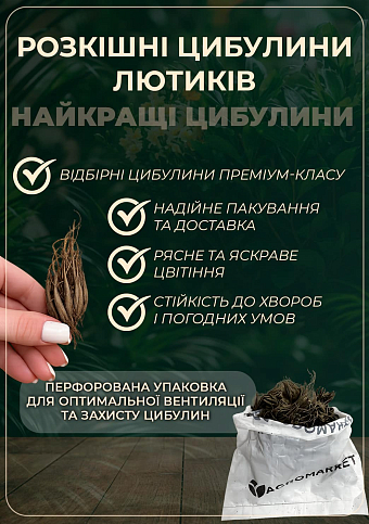 Лютики (Ранункулюс) "Yellow 990" (размер 5/6 , крупный) 5шт в упаковке - фото 3