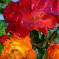 Роза флорибунда "Самба" (саженец класса АА+) высший сорт