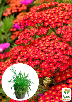 Деревій червоний "Flowerburst Red Shades" вазон С24