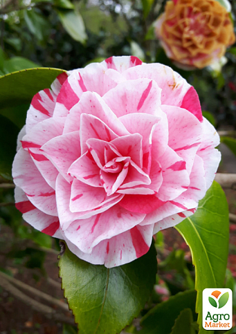 LMTD Камелия японская 2-х летняя "Lavinia Maggi" (высота 40-50см)