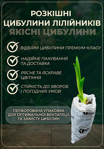 Лілійник "Latin Serenade" - фото 2