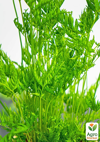 Птерис вечнозеленый "Straminea" высота 30-40см - фото 3