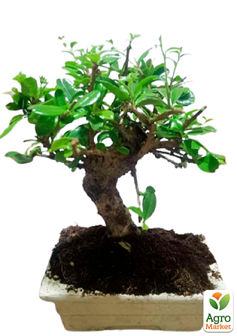 Бонсай "Carmona"  - фото 5
