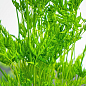 Птерис вечнозеленый "Straminea" высота 30-40см цена