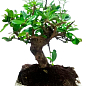 Бонсай "Carmona" 
