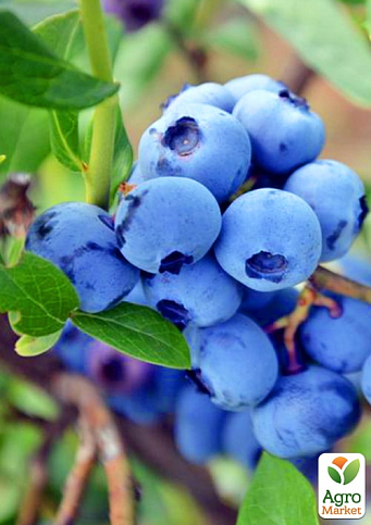 Лохина (чорниця садова) 2 роки "Патріот" С1,5 висота 50-60см - фото 5