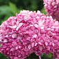 Гортензія деревоподібна "Pink Annabelle"