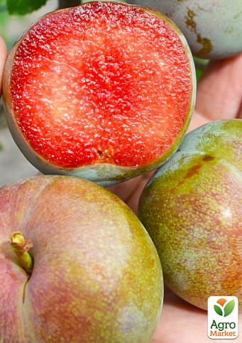 Слива "Флавор Супрема" (літній сорт, середній термін дозрівання)