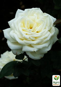 Роза чайно-гибридная "Боинг" (саженец класса АА+) высший сорт1