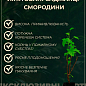 LMTD Смородина "Titania" (сортовая, укорененная) купить