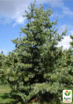 Сосна кедрова "Armandii" (чудовий смак справжніх кедрових горіхів)3