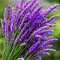 Лавандин "Grosso" (гибридная лаванда)