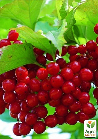 Калина червона - фото 5