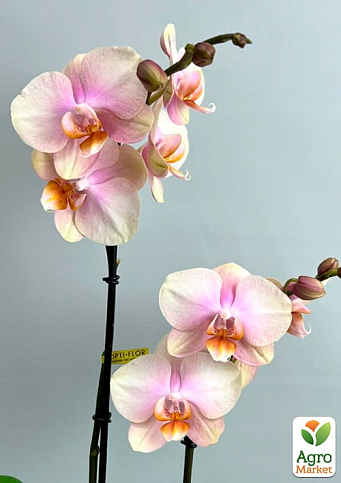 Орхідея (Phalaenopsis) "Dutch Diva" - фото 5