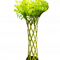 Ива плетеная "Лучниковая" (высота 0,8-1,2м) вазон С2 купить