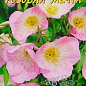 Энотера "Розовая мечта" ТМ "Цветущий сад" 0.1г
