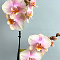 Орхідея (Phalaenopsis) "Dutch Diva"