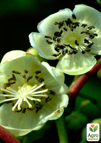 Ексклюзив! Ківі темно-зелений "Банафія" (Banafia) (премільний, морозостійкий сорт) - фото 3