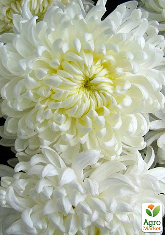 Хризантема крупноцветковая "Agora Blanc" (вазон С1 высота 20-30см)
