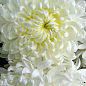 Хризантема великоквіткова "Agora Blanc" (вазон С1 висота 20-30см)