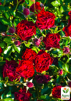 Троянда в контейнері ґрунтопокривна "Claret Рixie" (саджанець класу АА+)1