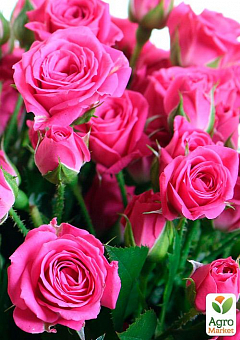 Эксклюзив! Роза мелкоцветковая (спрей) насыщенно-розовая "Ветер мелодий" (Wind melodies) (премиальный зимостойкий сорт)1