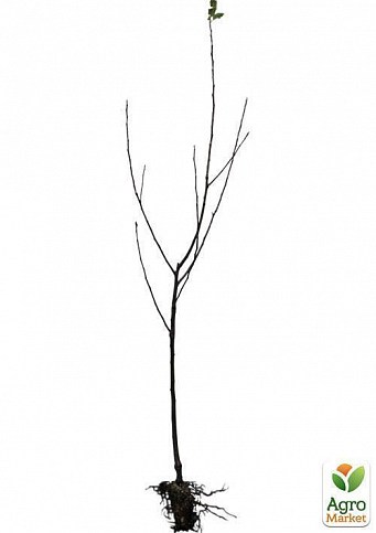 Дерево-сад Яблуня "Пірус+Байя Маріса" - фото 5