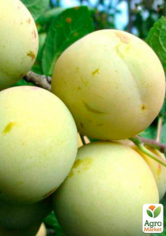 Ексклюзив! Слива матово-біла "Ранкова зоря" (Morning dawn) (преміальний високоврожайний сорт, ранній термін дозрівання)