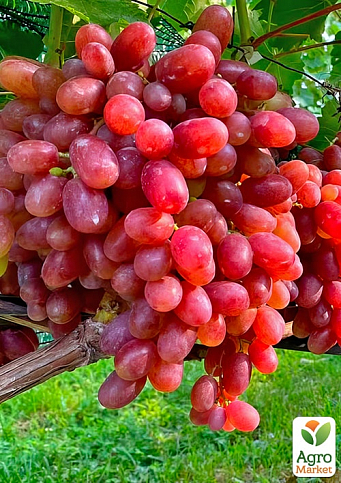 Виноград "Подарок Никополю" (раннеспелый, крупная гроздь, сочная хрустящая мякоть) - фото 3