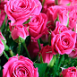 Эксклюзив! Роза мелкоцветковая (спрей) насыщенно-розовая "Ветер мелодий" (Wind melodies) (премиальный зимостойкий сорт)
