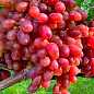 Виноград "Подарок Никополю" (раннеспелый, крупная гроздь, сочная хрустящая мякоть) цена