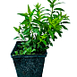 Спирея японская 2-х летняя "Albiflora"вазон С2, высота 20-40см купить