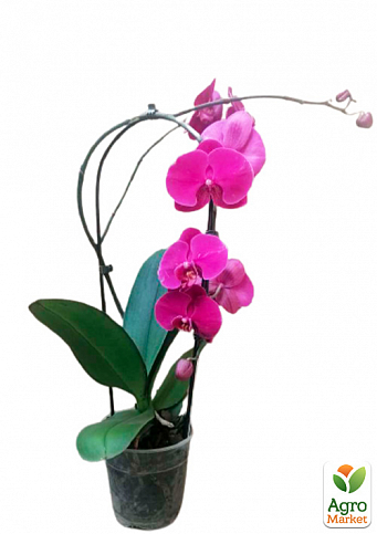 Орхидея (Phalaenopsis) "Cascade Wine" - фото 2