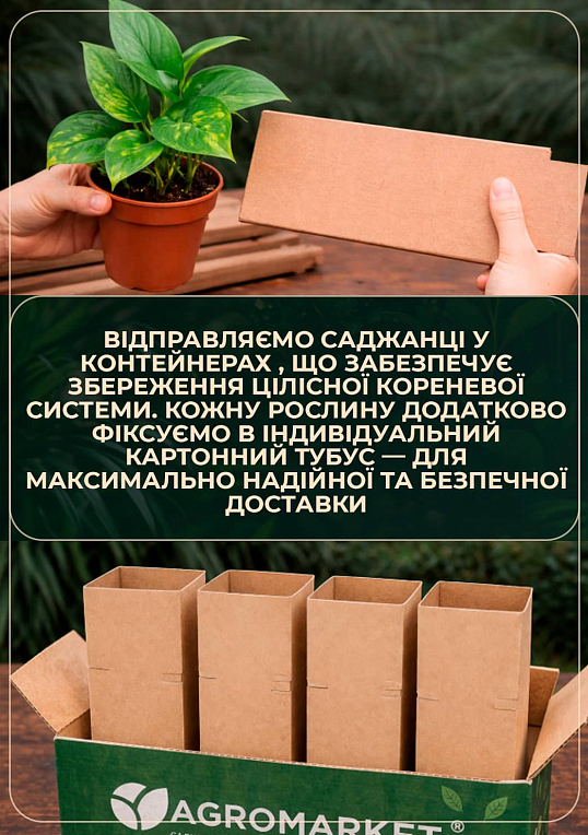 Эпипремнум "N-Joy" 20-30см