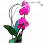 Орхидея (Phalaenopsis) "Cascade Wine" купить