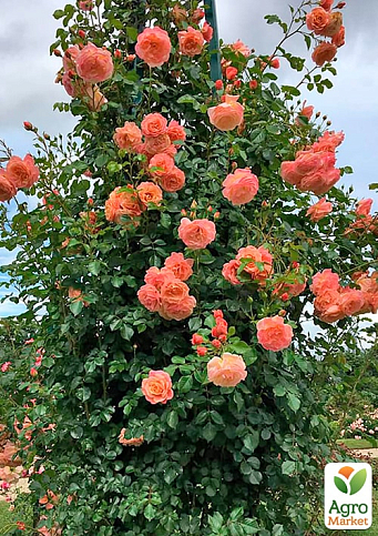 Троянда плетиста "Піч Мельба" (саджанець класу АА+) вищий сорт - фото 5