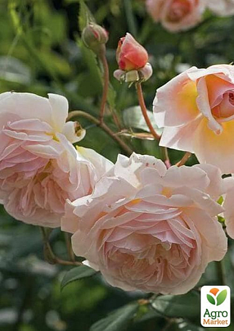 Троянда англійська "Juliet" (саджанець класу АА+) вищий сорт - фото 5