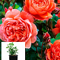 Троянда в контейнері англійська серії Девіда Остіна "Summer Song" (саджанець класу АА+)