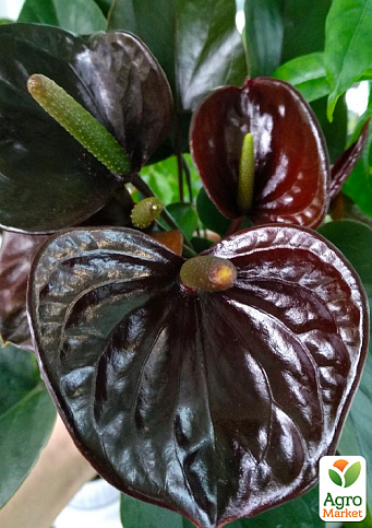 Антуриум (Anthurium) "Black Love" - фото 6