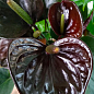 Антуриум (Anthurium) "Black Love"
