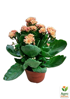 Каланхоэ Блоссфельда "Coral" (Kalanchoe Blossfeldiana) (Нидерланды)29