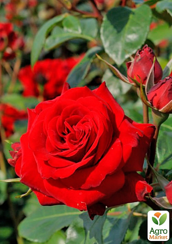 Троянда чайно-гібридна "Лавлі Ред" (саджанець класу АА+) вищий сорт  - фото 2