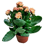 Каланхоэ Блоссфельда "Coral" (Kalanchoe Blossfeldiana) (Нидерланды)